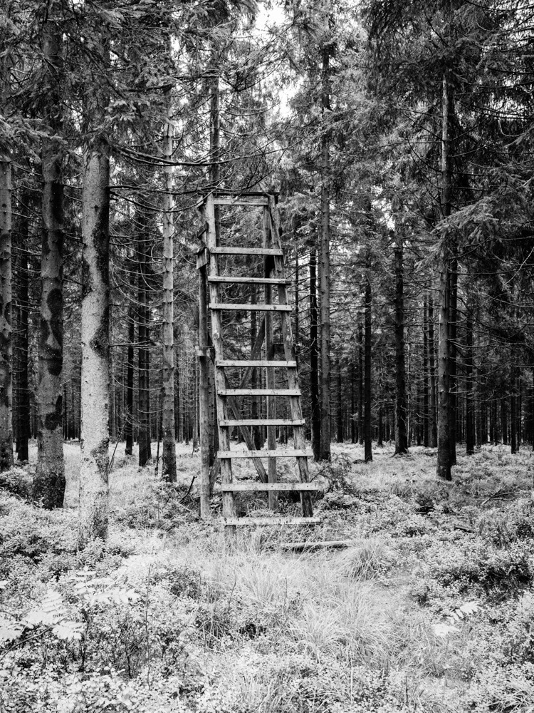 A wood ladder in the middle of the forest, in Ardennes, Belgium.